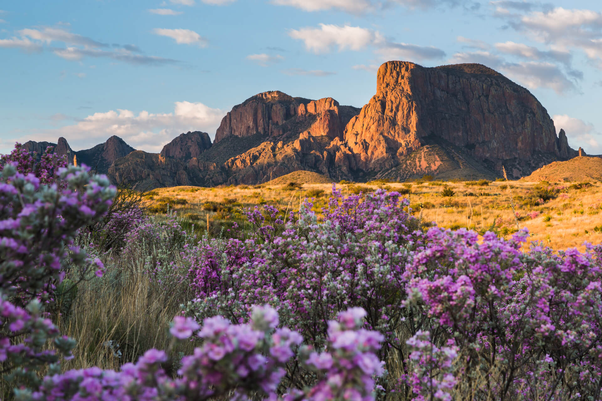 mountains with flowers in the foreground